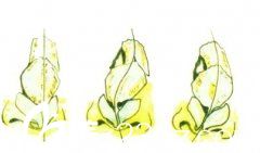 較常見的幾種歪鼻