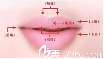 理想唇形示意圖