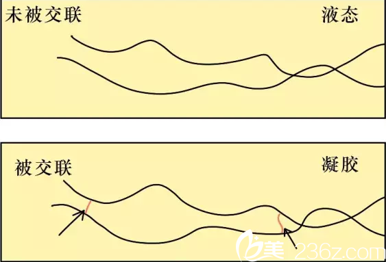 玻尿酸的交聯(lián)性于非交聯(lián)性