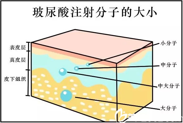 玻尿酸的分子大小