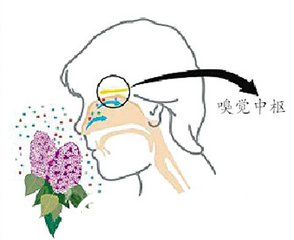 隆鼻會影響人的嗅覺