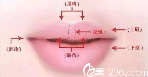 北京知音整形醫(yī)院美唇示意圖