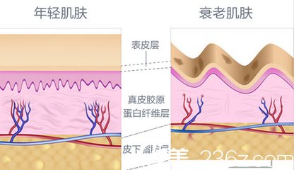 年輕肌膚與衰老肌膚的差距就是膠原蛋白的流失