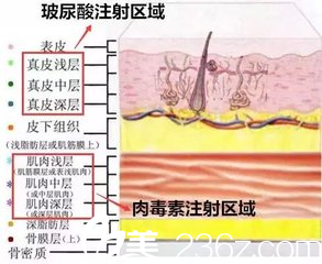 玻尿酸與<span style= 玻尿酸與<span style=