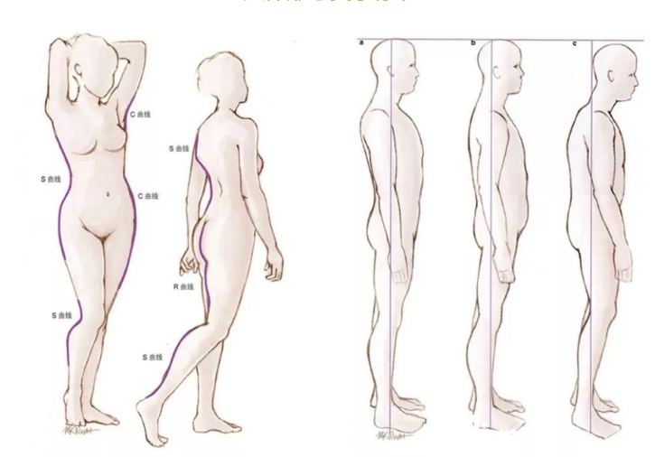 人體形態(tài)美學標準
