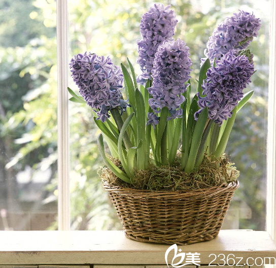 花如求美者 花如求美者