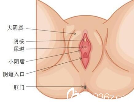 常見(jiàn)的私密整形手術(shù) 常見(jiàn)的私密整形手術(shù)