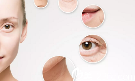 皮膚易衰老的部位