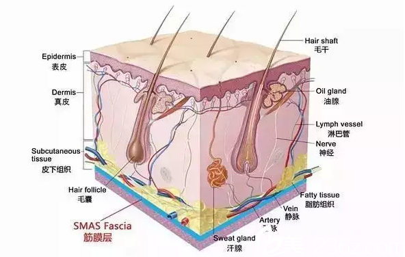 韓國(guó)Stanley皮膚科皮膚組織示意圖 韓國(guó)Stanley皮膚科皮膚組織示意圖