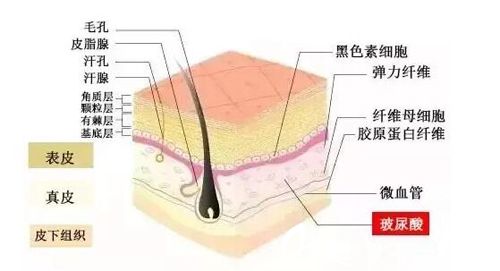 玻尿酸在人體中的位置
