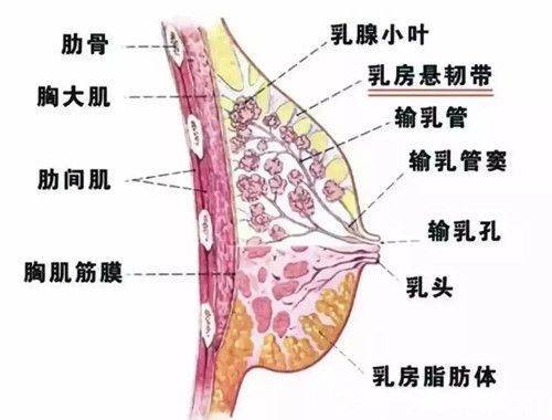 自體脂肪填充胸部