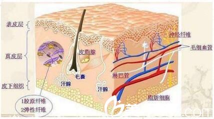面部線雕原理 面部線雕原理