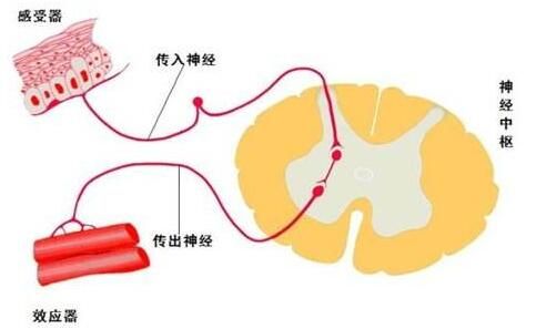 瘦臉除皺四大副作用