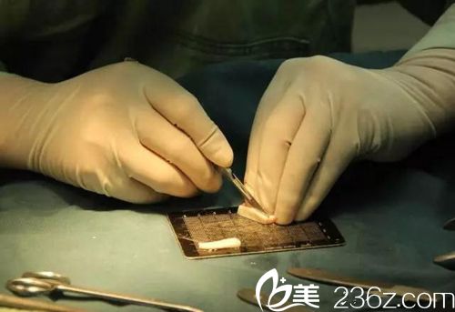 雕刻中的肋軟骨