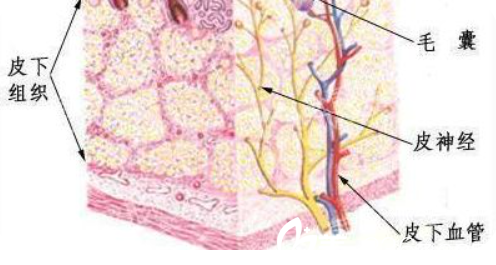 脂肪填充皮下圖解