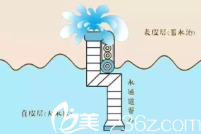 肌膚水分布狀況