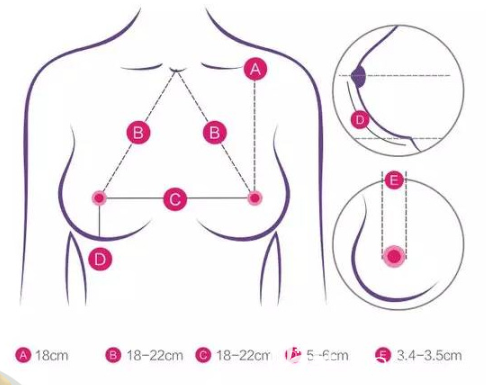 胸部圖解 胸部圖解