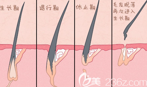 毛發(fā)生長(zhǎng)圖解