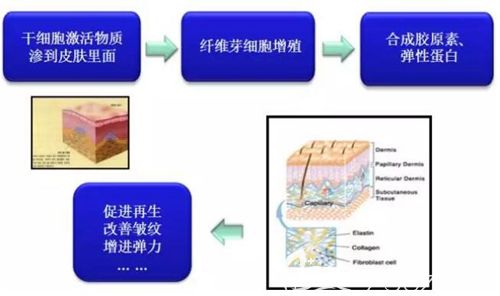 在皮膚中起到的作用