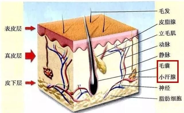 南京藝星辟謠脫毛不影響排汗
