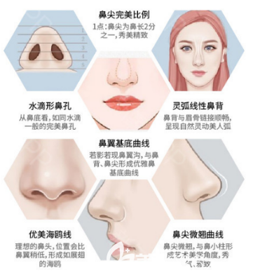 異體軟骨隆鼻的示意圖