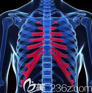 肋骨和肋軟骨的示意圖