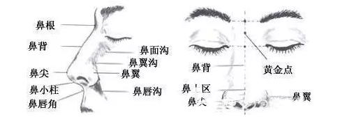 鼻部結(jié)構(gòu)示意圖