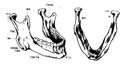 磨腮削骨位置圖片 磨腮削骨位置圖片