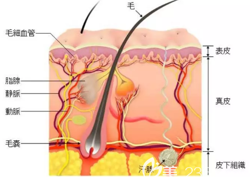 激光脫毛不會(huì)影響排汗