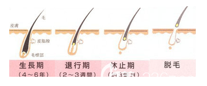 毛發(fā)的生長(zhǎng)期
