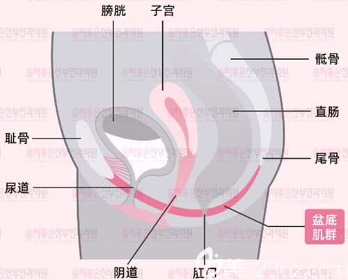 韓國好手藝分析陰道松弛的原因