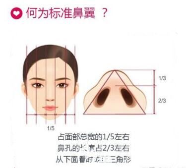 標準的鼻翼比例