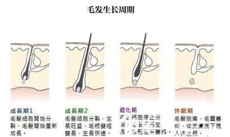 毛發(fā)生長(zhǎng)周期