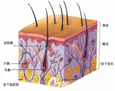 毛囊的構(gòu)造