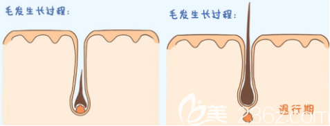 毛發(fā)的生長(zhǎng)過程