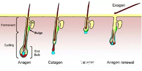 家用三四百脫毛儀脫毛過程