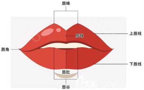 玻尿酸豐唇原理