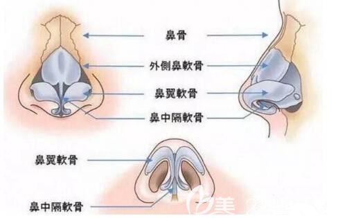 鼻頭縮小部位圖解 鼻頭縮小部位圖解