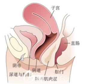 女性陰道與子宮位置簡圖