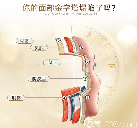 面部組織分層示意圖 面部組織分層示意圖