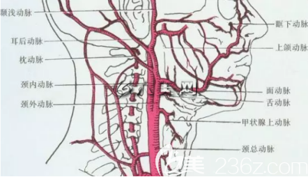 做下頜角手術(shù)時(shí)不容易出血反而術(shù)后前三天可能會(huì)滲出一點(diǎn)點(diǎn)血