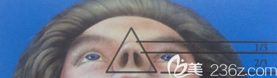 標準鼻翼的樣子