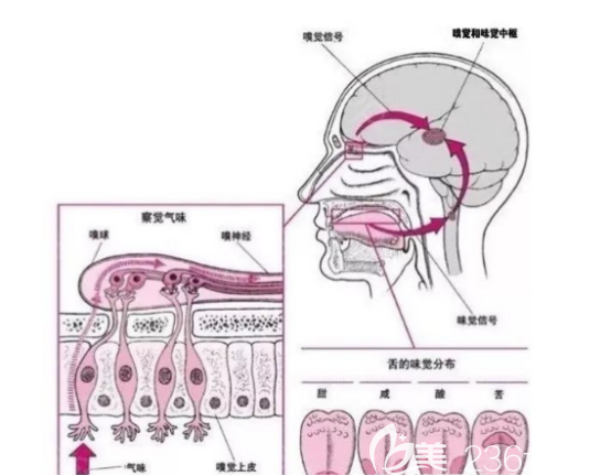 鼻部嗅覺系統(tǒng)
