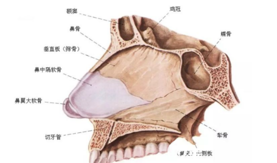 鼻中隔軟骨的結(jié)構(gòu)
