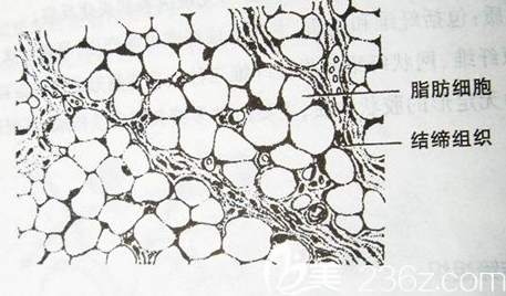 脂肪與毛細血管的分布圖