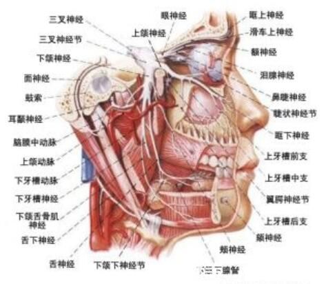豐富的面部神經(jīng)