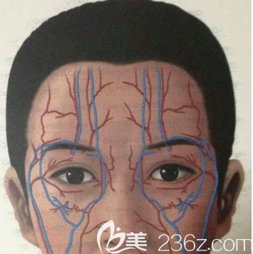 太陽(yáng)穴處的血管神經(jīng)走向