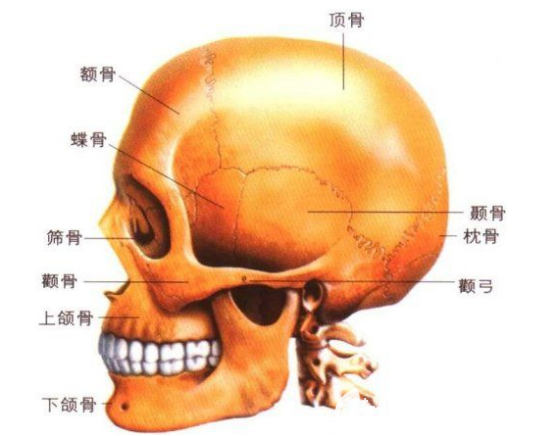 太陽(yáng)穴處的骨骼