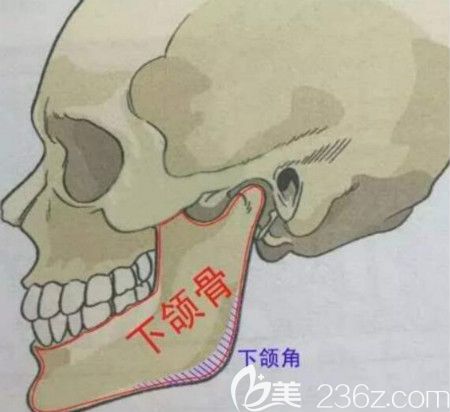 下頜角位置示意圖