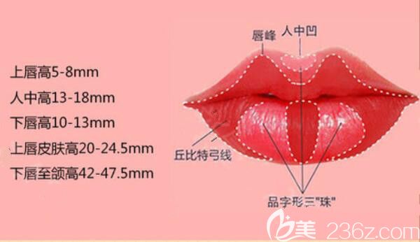 標(biāo)準(zhǔn)唇形比例